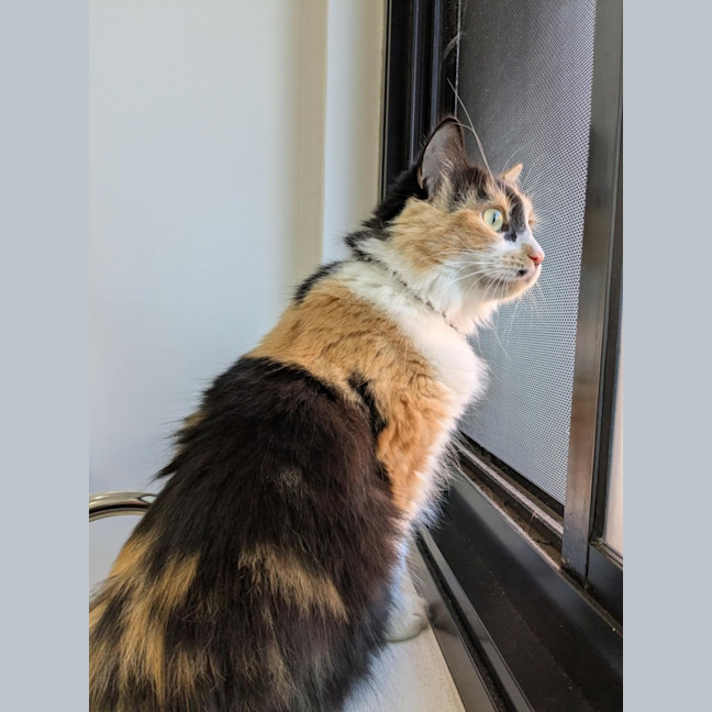 Photo of Cali 