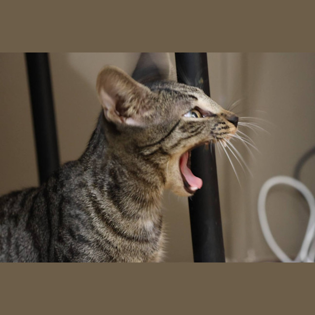 Photo of Tawny