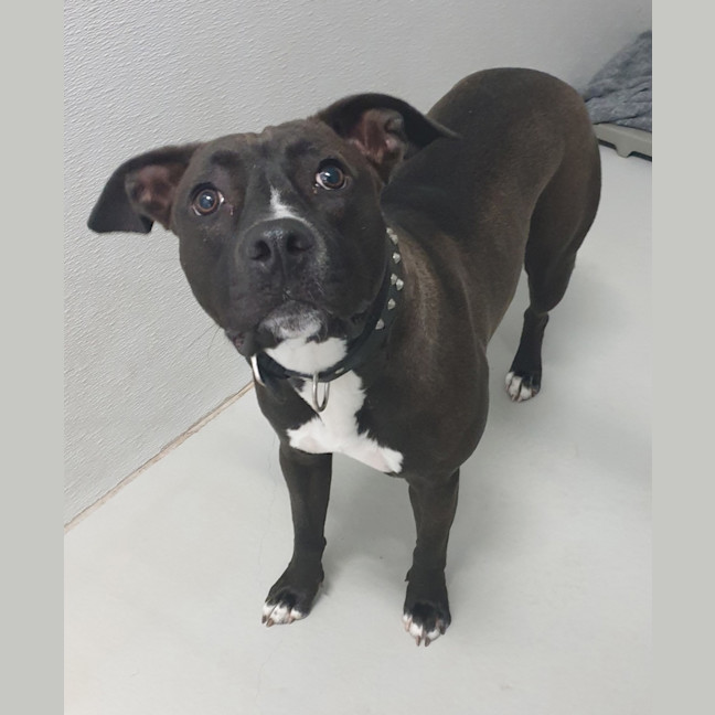Photo of Willow 