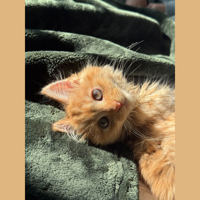 Photo of Kayak & Canoe