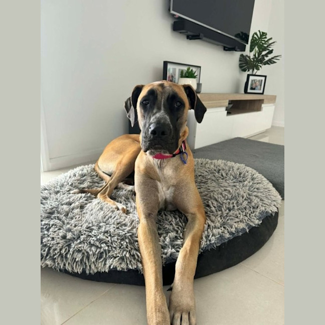 Photo of Whippy   1 Year Old Ridgeback X Great Dane