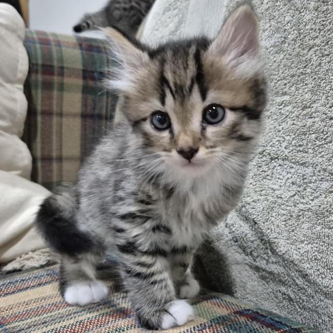 Photo of Winston
