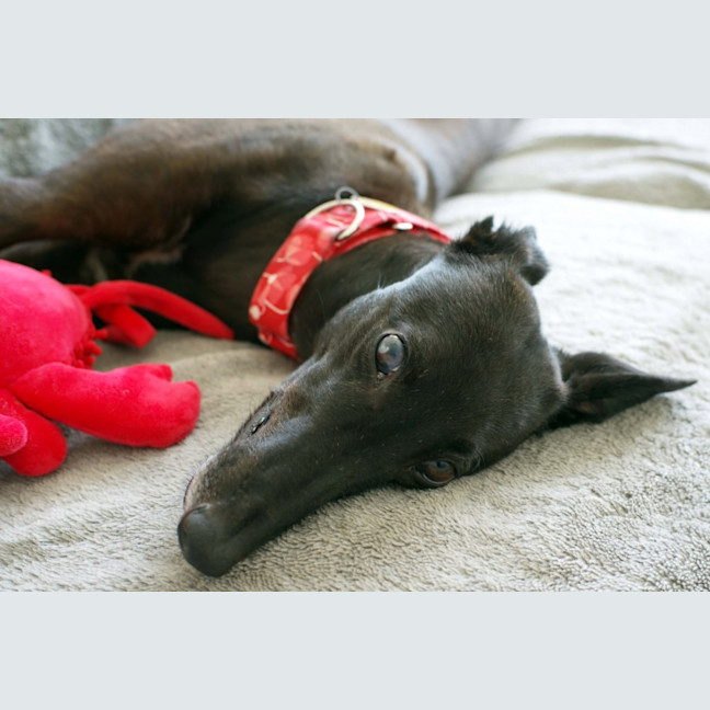 Photo of Margie, The Greyhound