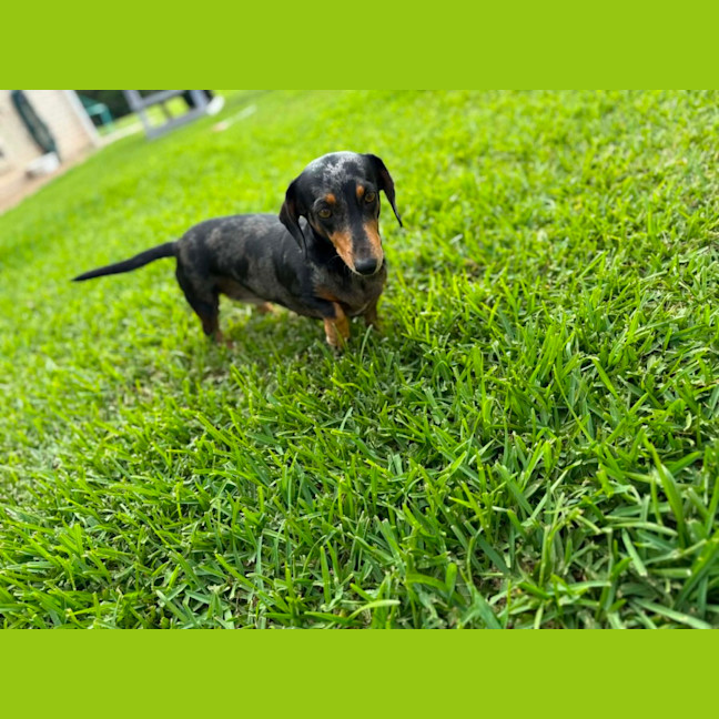 Photo of Ruby And Oreo