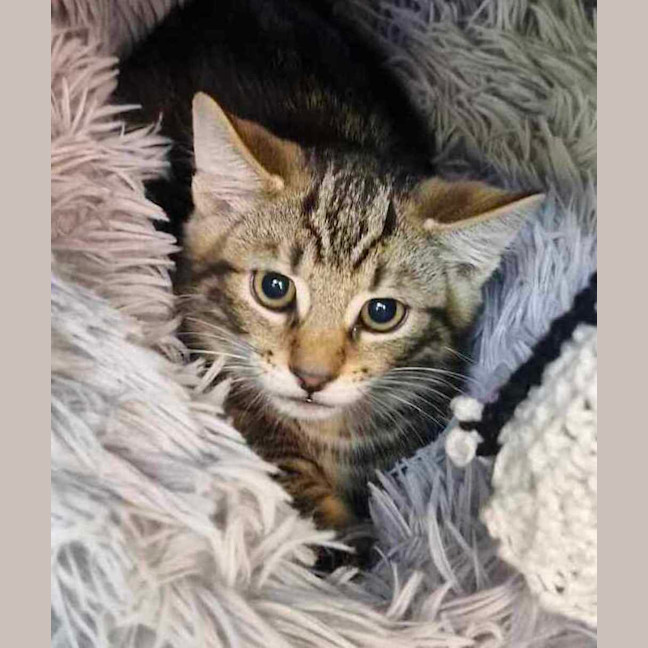 Photo of Heads Or Tails Gregory 