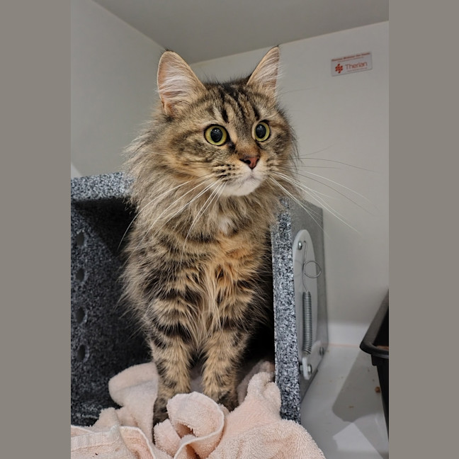 Photo of Bam Bam