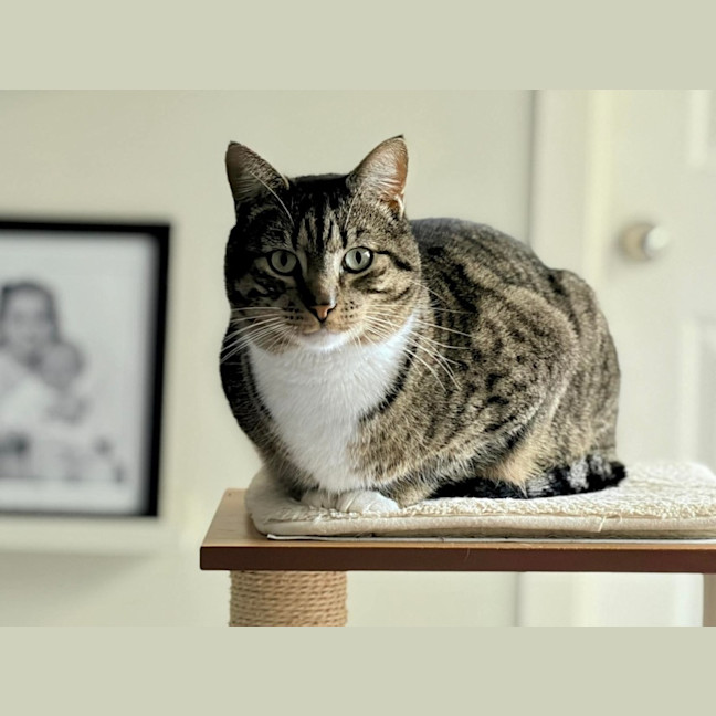 Photo of Tiddles