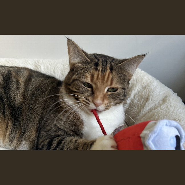 Photo of Penny