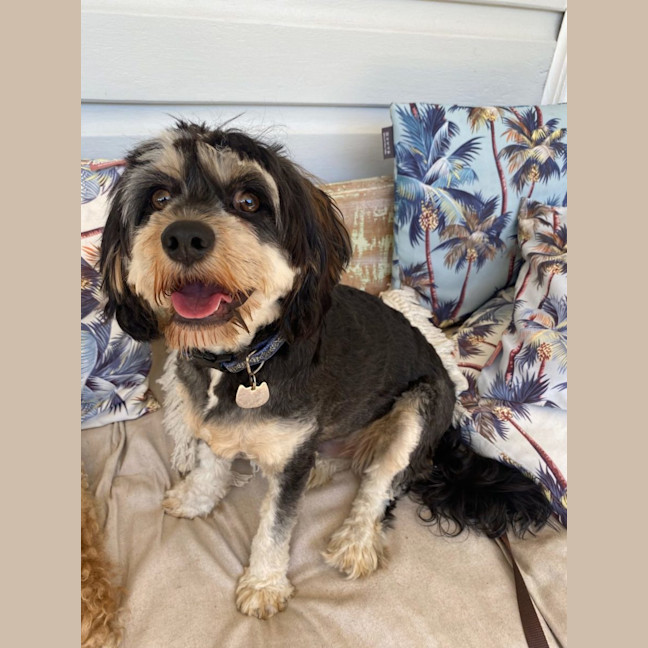 Photo of Oakley   Special Needs