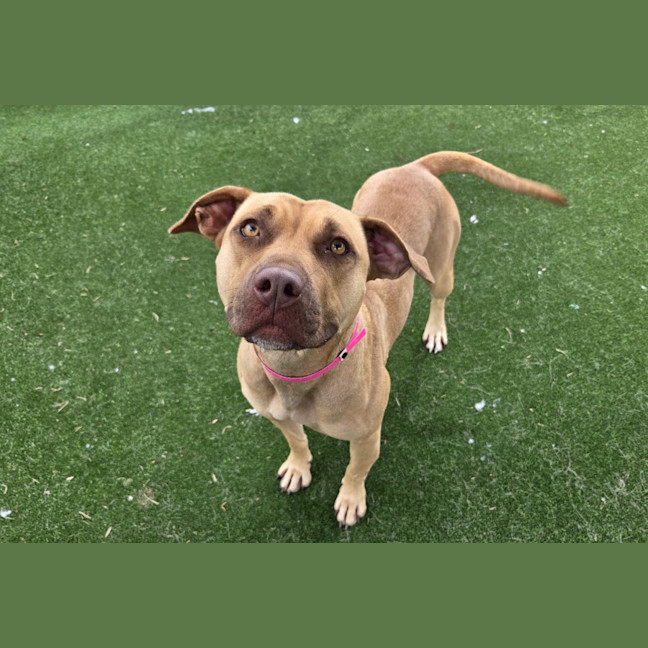 Photo of Bow Imp 522