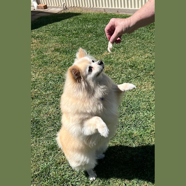 Photo of Daisy   12 Year Old Pomeranian 