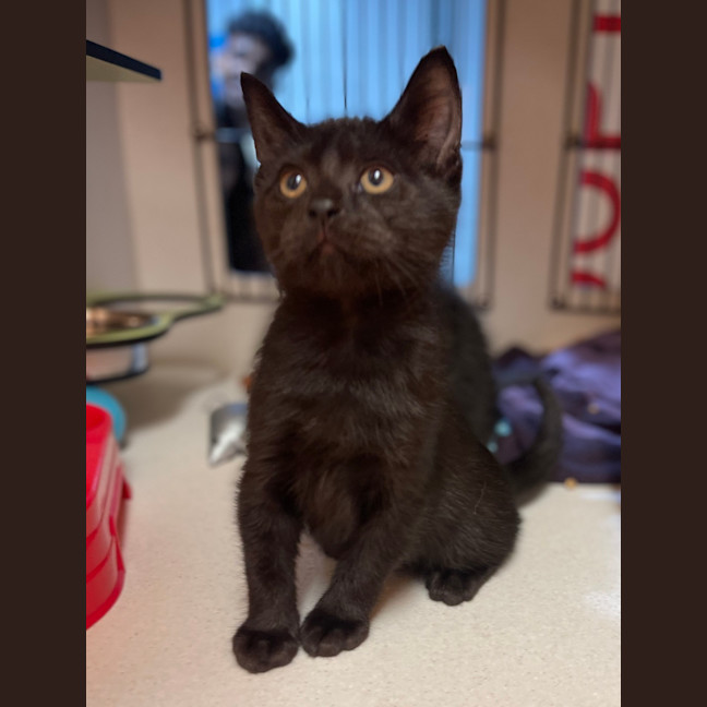 Photo of Bolt