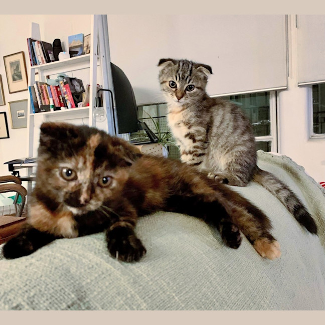 Photo of 🍹Julep & Gimlet🍹