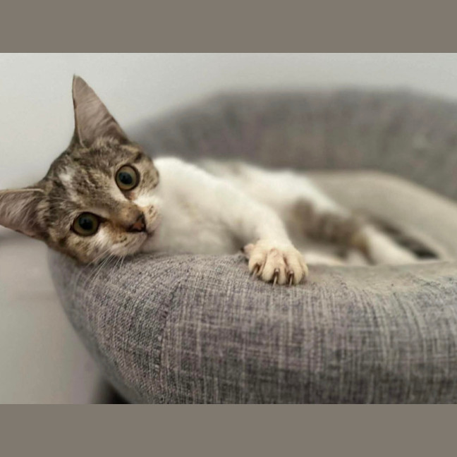 Photo of Pretzel
