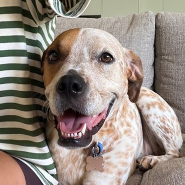 Photo of Kahlua *$250 Adoption Fee*