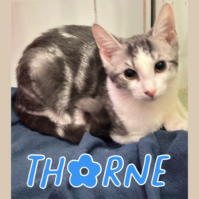 Photo of Thorne