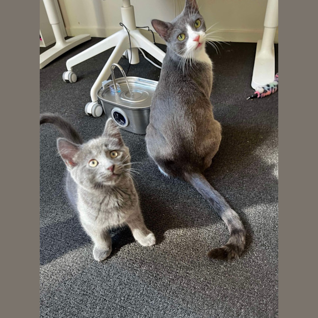 Photo of Ivy & Toothless 