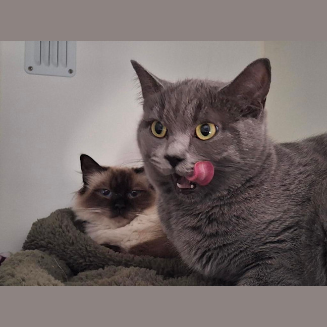 Photo of Luna (Bonded To Mya)