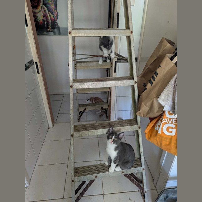 Photo of Tiny