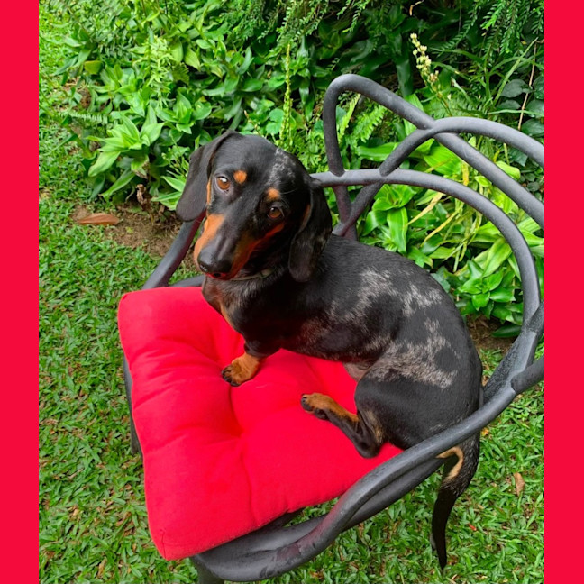 Photo of Hugo