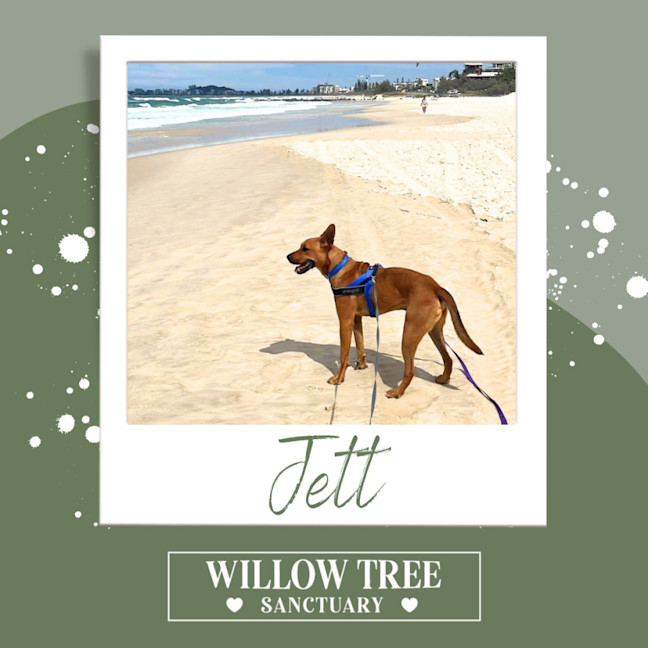 Photo of Jett