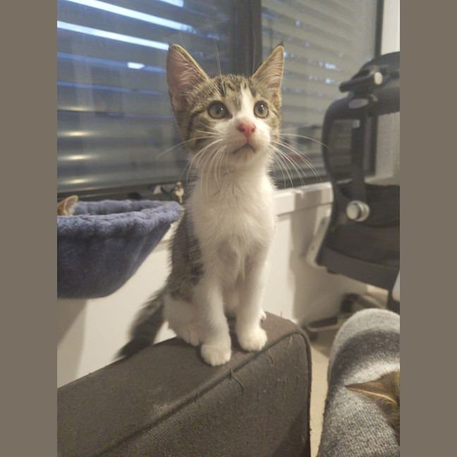 Photo of Purrcy