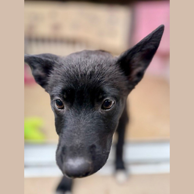 Photo of Connie   15 Week Old Border Collie X