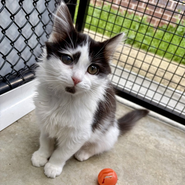 Photo of Cookie