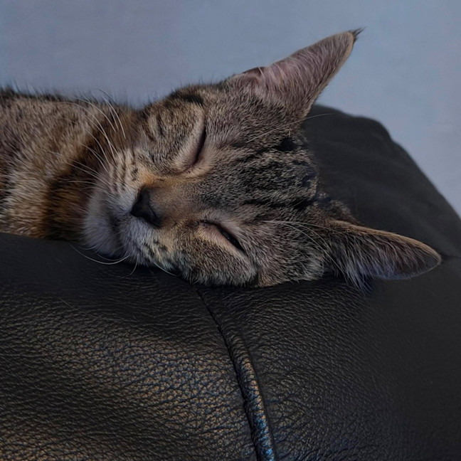 Photo of Squirrel   In Foster Care In Templestowe