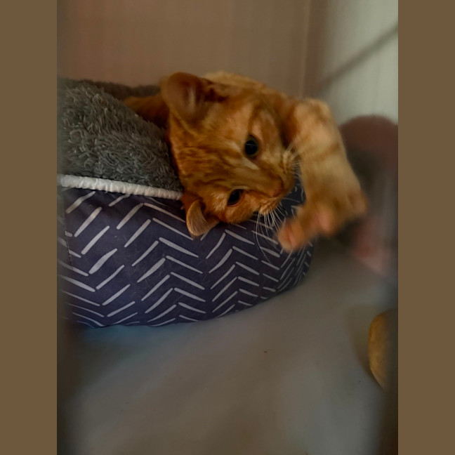 Photo of Gingerbread 