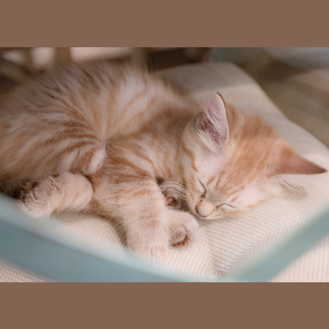 Photo of Peach