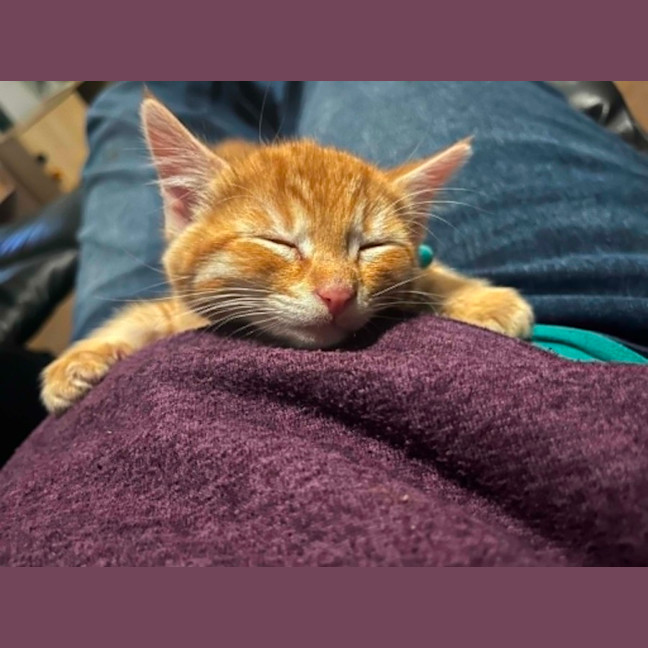 Photo of Wasabi