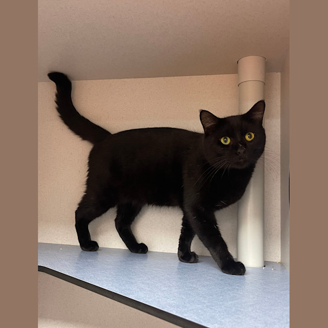 Photo of Finnegan
