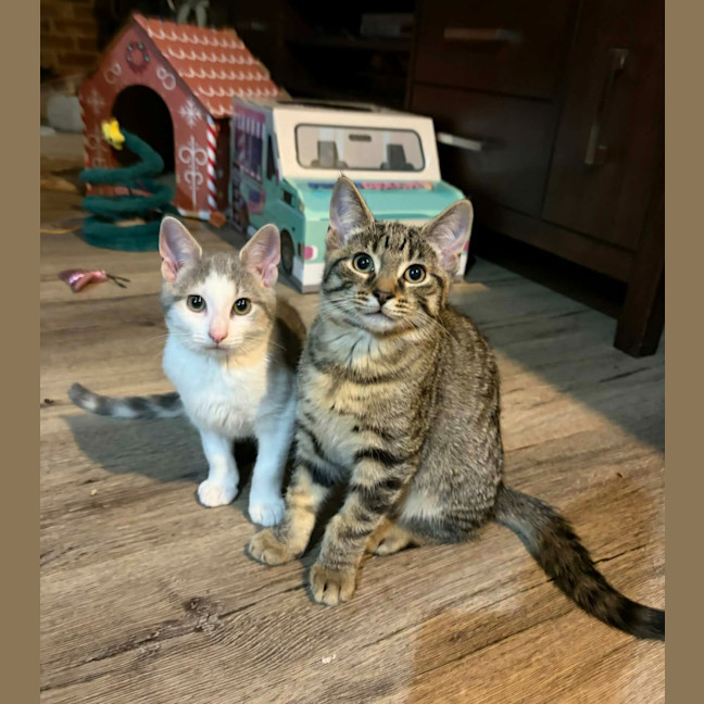 Photo of Harmony / Lyric