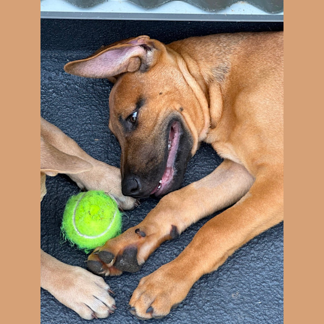 Photo of Asher 😎🐕