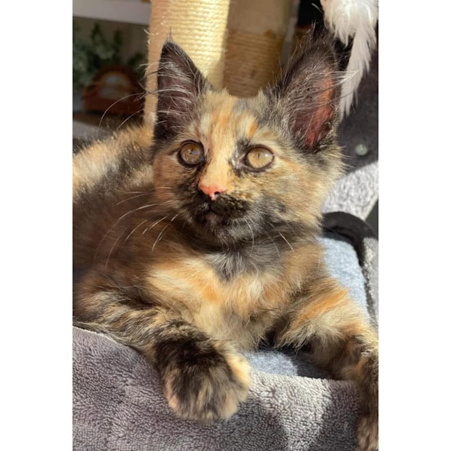 Photo of 11608   Flame