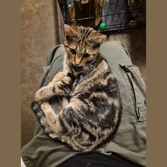 Photo of Autumn   Located In Templestowe