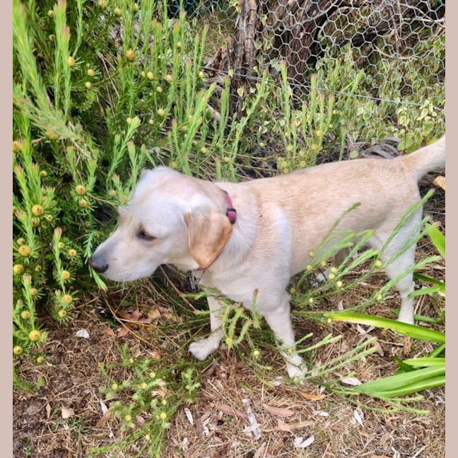 Photo of Rosie