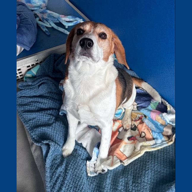 Photo of Scout