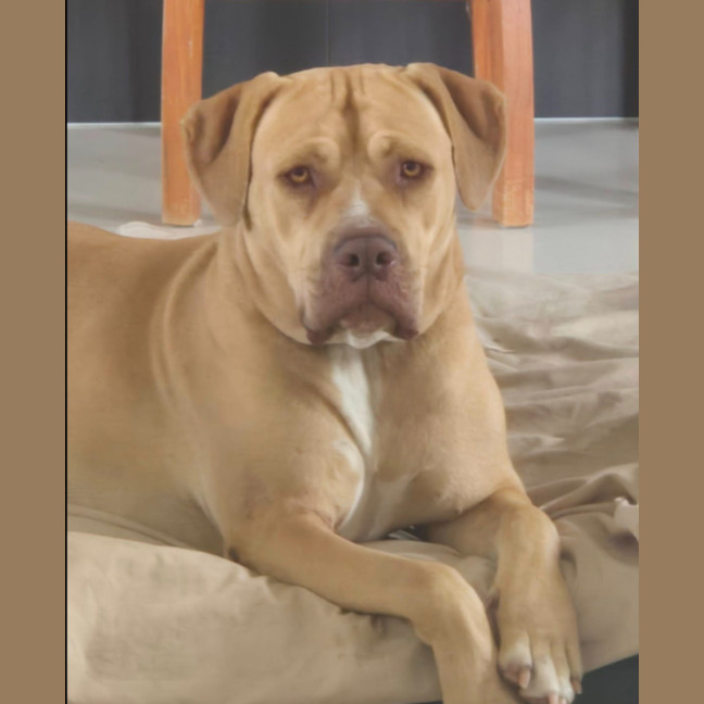 Photo of Annie Lennox