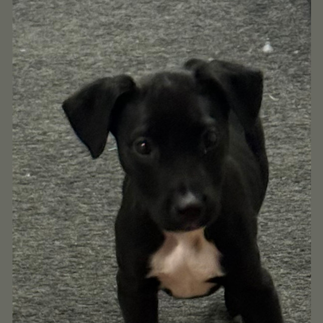 Photo of Bonnie