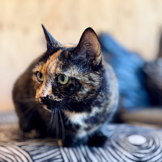 Photo of Nivvy   In Foster In Coburg