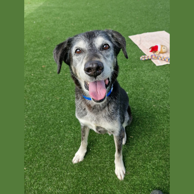 Photo of Sir Walter Imp 179