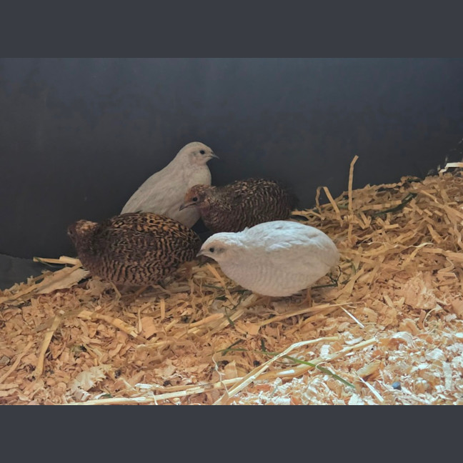 Photo of Blossom, Clover, Meadow & Fern