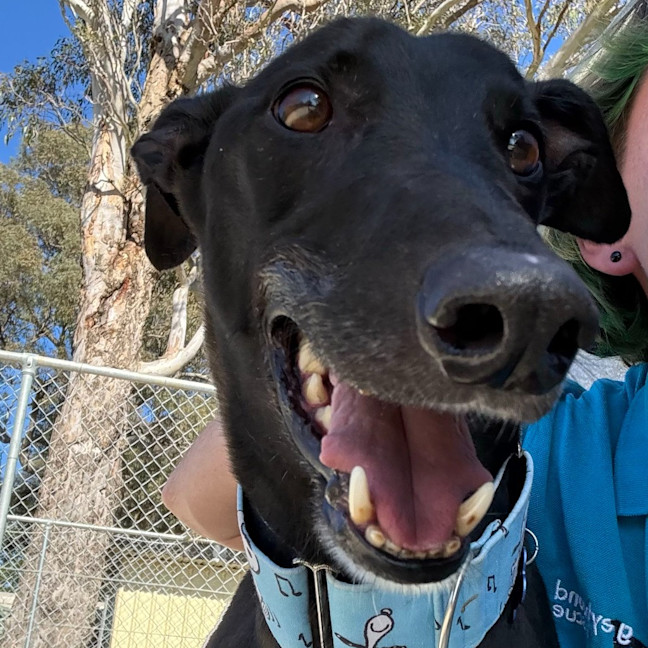 Photo of Tang Mo The Greyhound