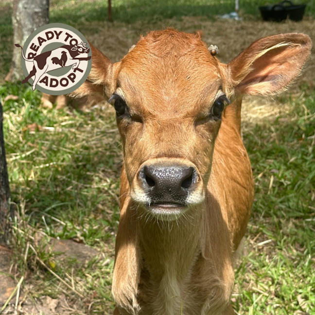 Photo of Albert, Oscar & Teddy