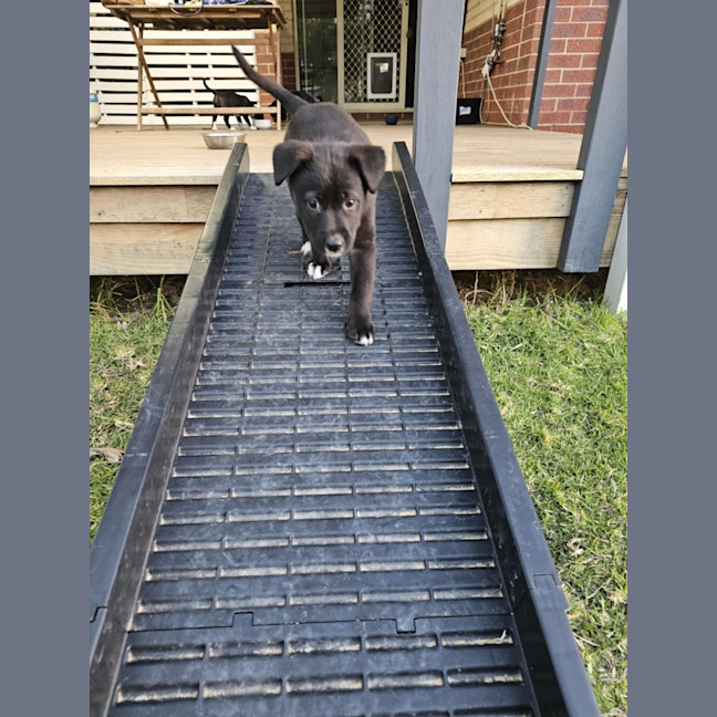 Photo of Willow