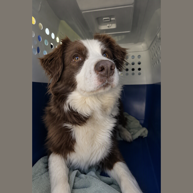Photo of Savvy