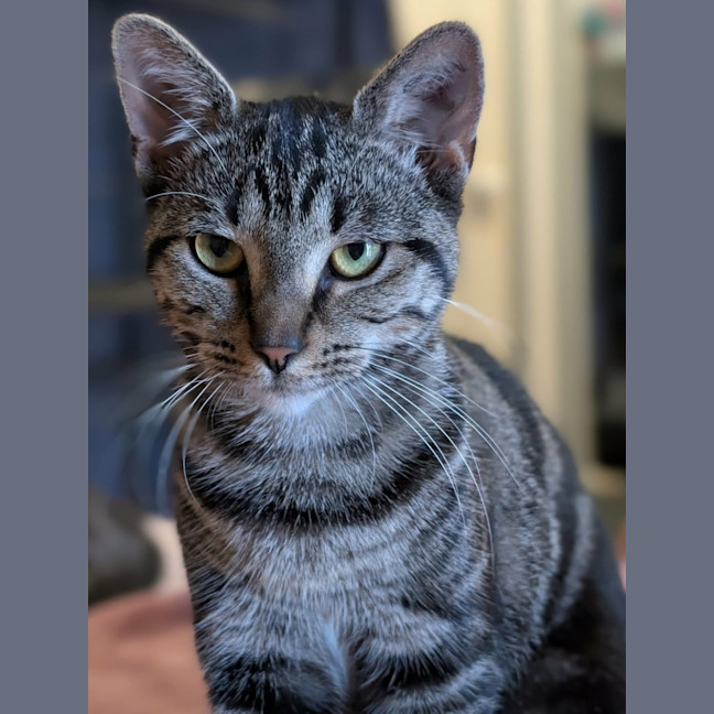 Photo of Marshmallow