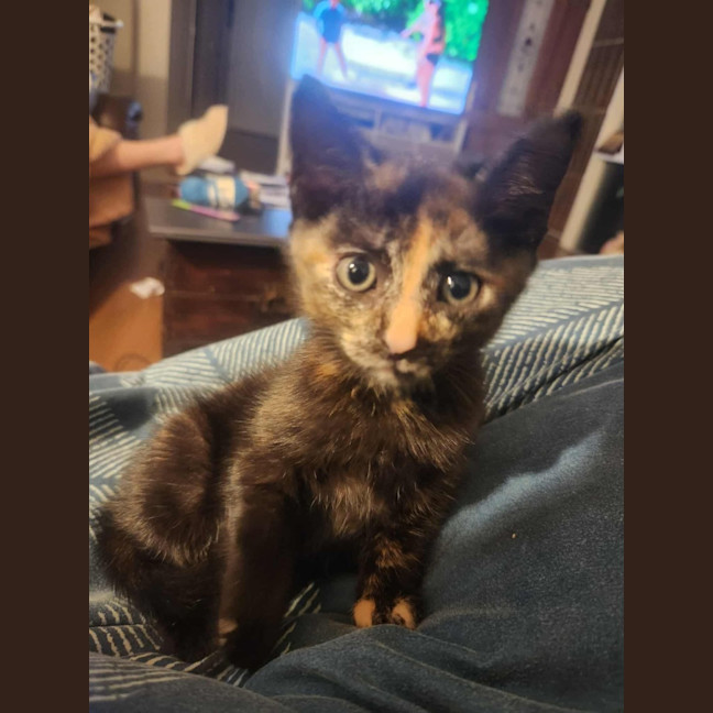 Photo of Cookie